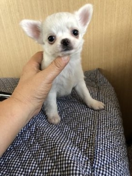 チワワ(ロング)【岡山県・男の子・2018年9月28日・ホワイト&クリーム】の写真「ほとんど真っ白な綺麗なカラーのイケメン君。」
