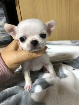 チワワ(スムース)【岡山県・男の子・2018年12月20日・クリーム】の写真「ちびちびスムチー。お顔がまん丸でおまんじゅう。」