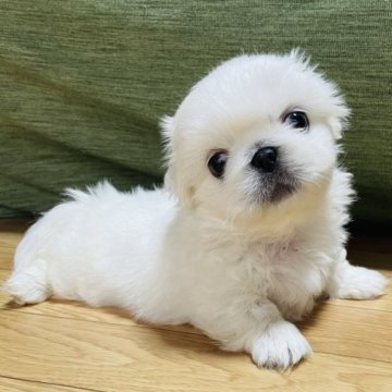 ペキニーズ【岡山県・男の子・2023年8月20日・ホワイト】の写真「コロコロ元気な男の子」