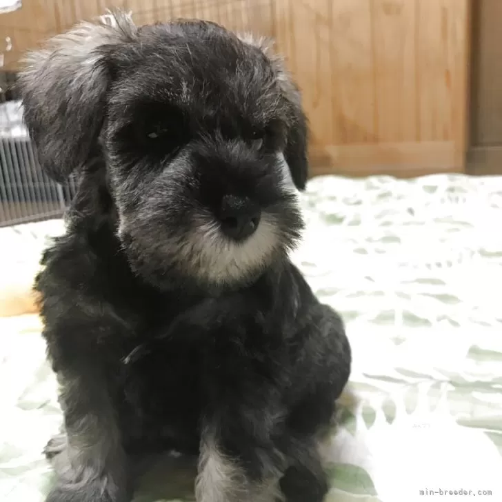 はなまま 様のお迎えした子犬