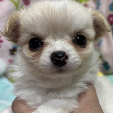 チワワ(ロング)【京都府・男の子・2024年10月25日・クリームホワイト】の写真「ふわふわかわいい男の子」