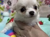チワワ(ロング)【京都府・男の子・2024年10月25日・クリームホワイト】の写真2