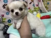 チワワ(ロング)【京都府・男の子・2024年10月25日・クリームホワイト】の写真9