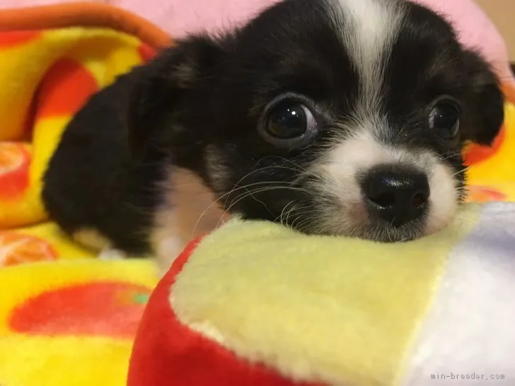 ID：1810-02947の子犬