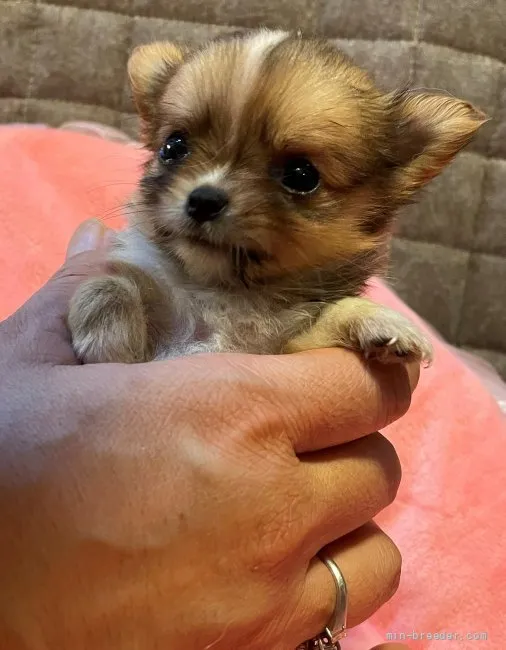 ID：2107-00921の子犬