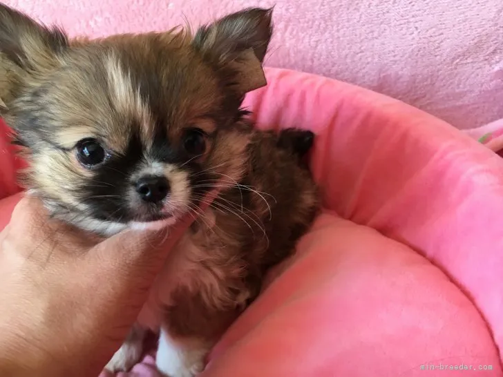 ID:1801-01545の子犬