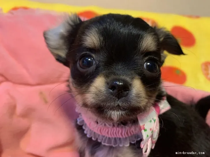 ID:2003-01060の子犬