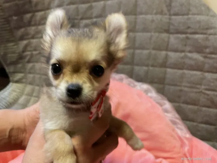 ID：2107-00546の子犬