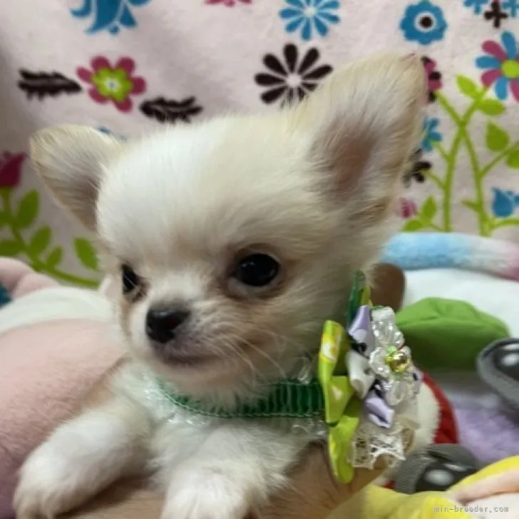 ID:2305-02062の子犬