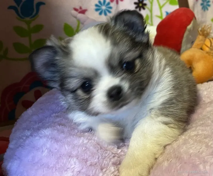 ID:2201-03834の子犬