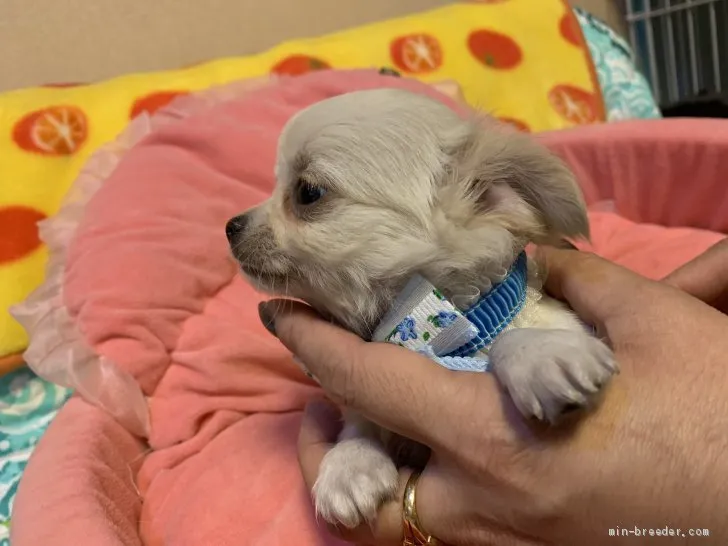 ID:2003-01055の子犬