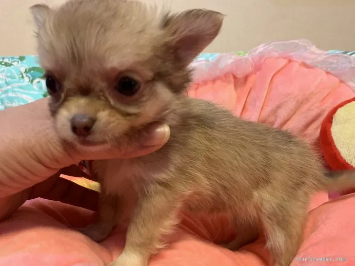 ID:2012-02811の子犬