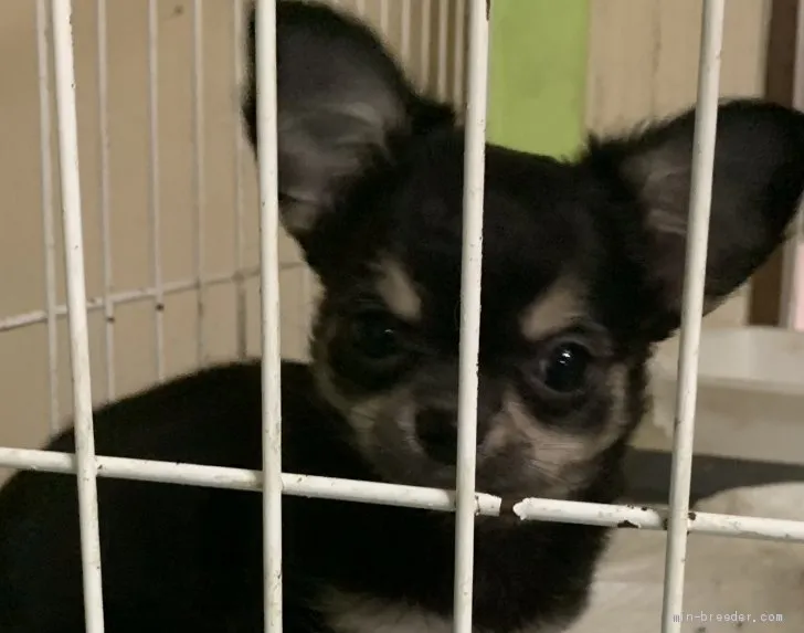 ID:1906-02020の子犬