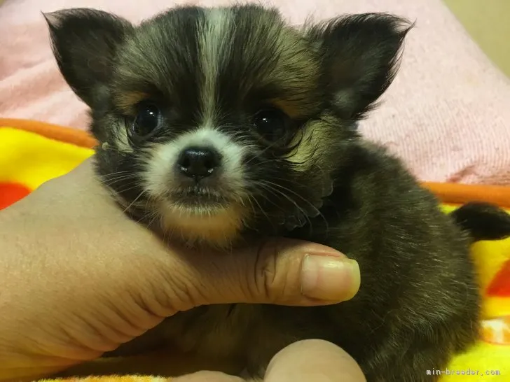 ID：1810-02968の子犬