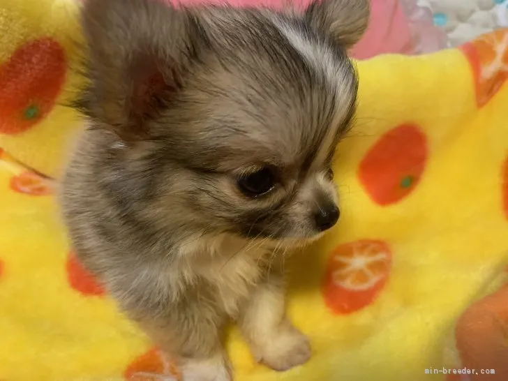 ID：1908-01866の子犬