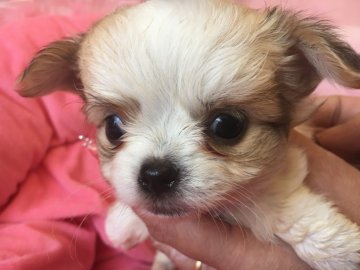 チワワ(ロング)【京都府・女の子・2017年11月20日・ホワイト&クリーム】の写真「お鼻の詰まったおっとりホワイト系女の子」