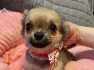 チワワ(ロング)【京都府・女の子・2021年4月22日・フォーン】の写真「ちっちゃい！人懐っこい！」