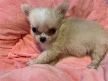 チワワ(ロング)【京都府・女の子・2021年5月15日・クリーム&ホワイト】の写真「全体的に白い女の子」