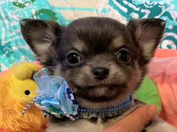 チワワ(ロング)【京都府・男の子・2020年10月23日・イザベラ】の写真「レアカラーにかわいいお顔！」