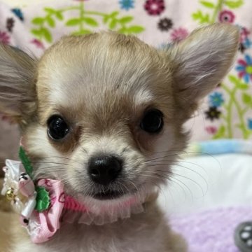 チワワ(ロング)【京都府・女の子・2023年3月30日・フォーンホワイト】の写真「愛想の良し　お留守番・散歩OK　社会科OK」