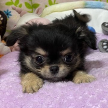 チワワ(ロング)【京都府・男の子・2022年12月24日・ブラックタン】の写真「いちおし！お鼻ぺったんこをお探しの方に！最終値下げ」