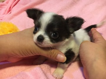 チワワ(ロング)【京都府・女の子・2018年6月11日・ホワイト&ブラック】の写真「お鼻どん詰まりアップルヘッドのドワーフ女の子」
