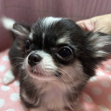 チワワ(ロング)【京都府・女の子・2024年4月27日・ブラックタンアンドホワイト】の写真「特選犬！鼻ペチャ　7ヶ月で1.2kg」