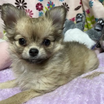 チワワ(ロング)【京都府・女の子・2023年1月4日・フォーン】の写真「良血統。人も犬も好きなかわいい子です。」