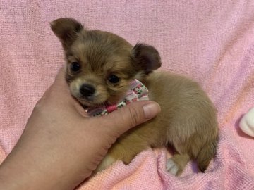 チワワ(ロング)【京都府・女の子・2018年10月15日・レッド&ホワイト】の写真「小さめ！かわいい女の子」