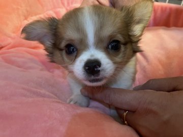 チワワ(ロング)【京都府・男の子・2021年3月23日・フォーンアンドホワイト】の写真「訳ありだけど、とっても元気で人懐っこくかわいい！」