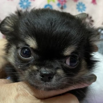 チワワ(ロング)【京都府・女の子・2022年12月24日・ブラックタン】の写真「いちおし！お鼻ぺったんこをお探しの方に！」