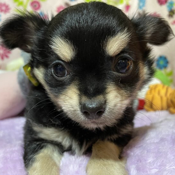 チワワ(ロング)【京都府・男の子・2022年9月8日・ブラックタン】の写真「人懐っこい良い子です」