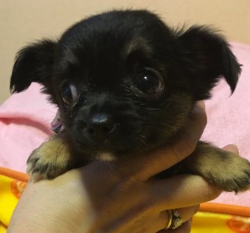 チワワ(ロング)【京都府・女の子・2018年9月10日・ブラックタン】の写真「かわいいドワーフの女の子」