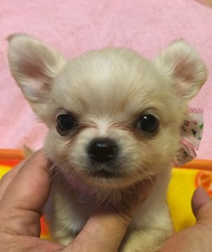 チワワ(ロング)【京都府・女の子・2018年9月11日・クリーム】の写真「小さい！鼻の詰まったかわいい子」