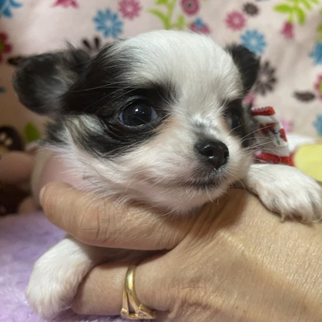 チワワ(ロング)【京都府・女の子・2022年9月16日・ブラックタンアンドホワイト】の写真「小さめのパンダ模様ちゃん」