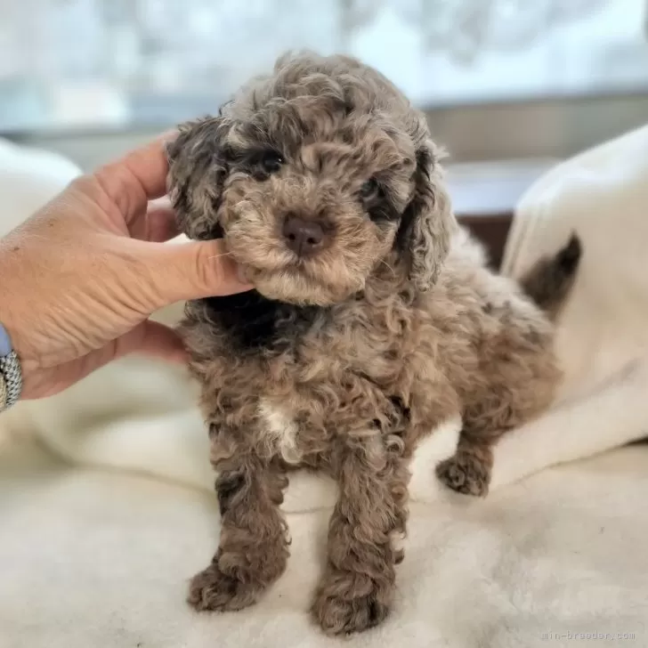 ID：2411-05902の子犬
