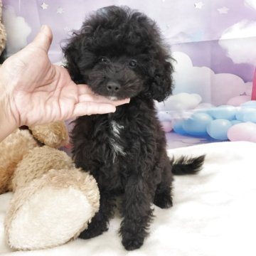トイプードル(タイニー)【千葉県・男の子・2025年8月21日・ブラック】の写真「兄妹の中で一番の甘えん坊さん💕とっても可愛いです」