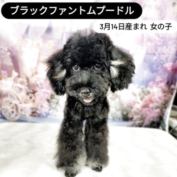 トイプードル(トイ)【千葉県・女の子・2025年3月14日・ブラックアンドフォーンマーキング】の写真「元気いっぱい！クリクリ👀お目目の大きな女の子💕」