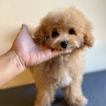 トイプードル(タイニー)【千葉県・男の子・2024年4月28日・アプリコット】の写真「お目目が大きくとっても可愛いお顔の男の子💕」