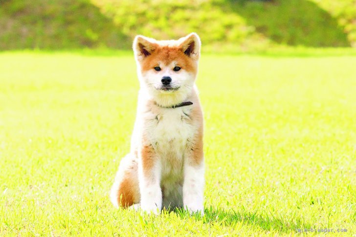 横井哲也ブリーダー