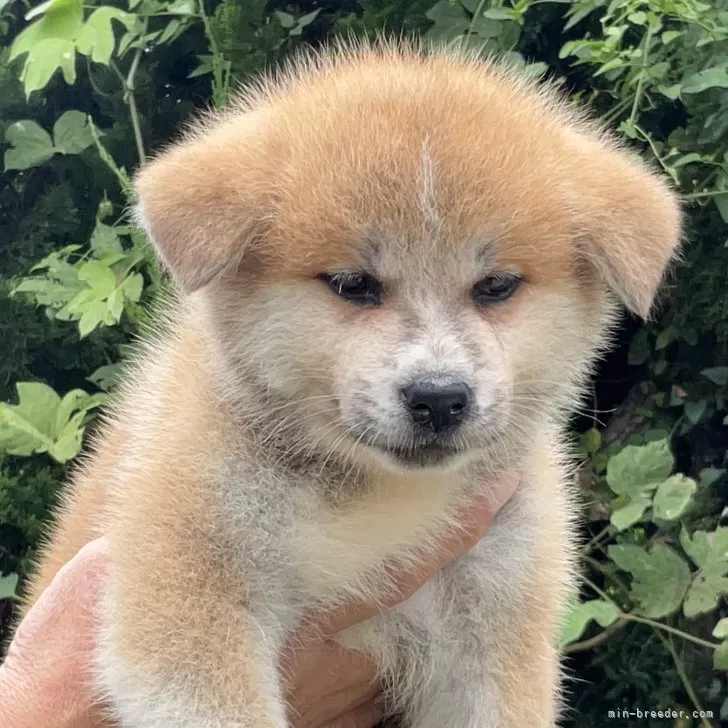 ID：2508-04792の子犬