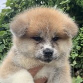 秋田犬
