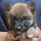 豆柴