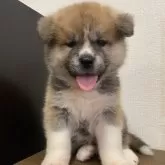 秋田犬