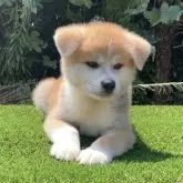 秋田犬