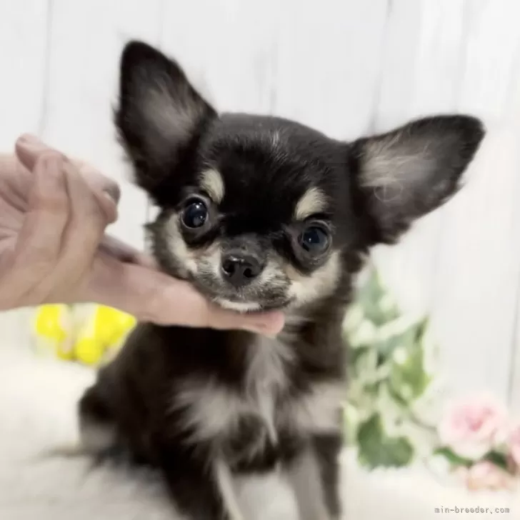 ムック 様のお迎えした子犬