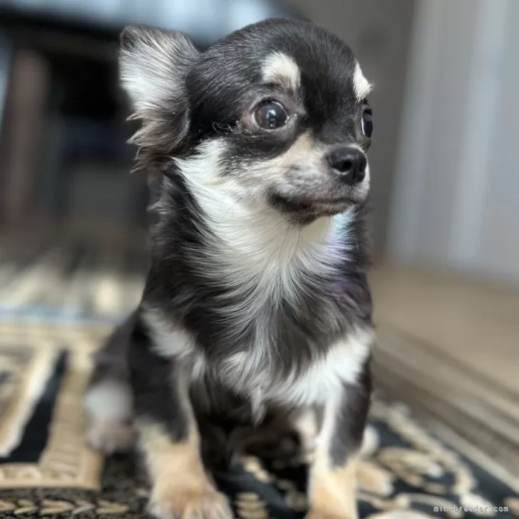 ID:2411-04559の子犬