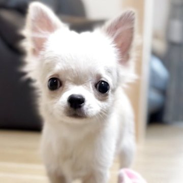 チワワ(ロング)【静岡県・男の子・2025年6月7日・クリーム】の写真「💕優しい男の子💕」