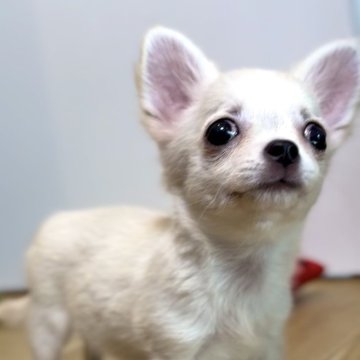 チワワ(ロング)【静岡県・女の子・2025年5月16日・クリーム&ホワイト】の写真「💕垂れ目が可愛い女の子💕」