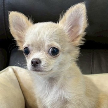 チワワ(ロング)【静岡県・女の子・2025年7月11日・クリーム】の写真「💕優しい女の子💕」